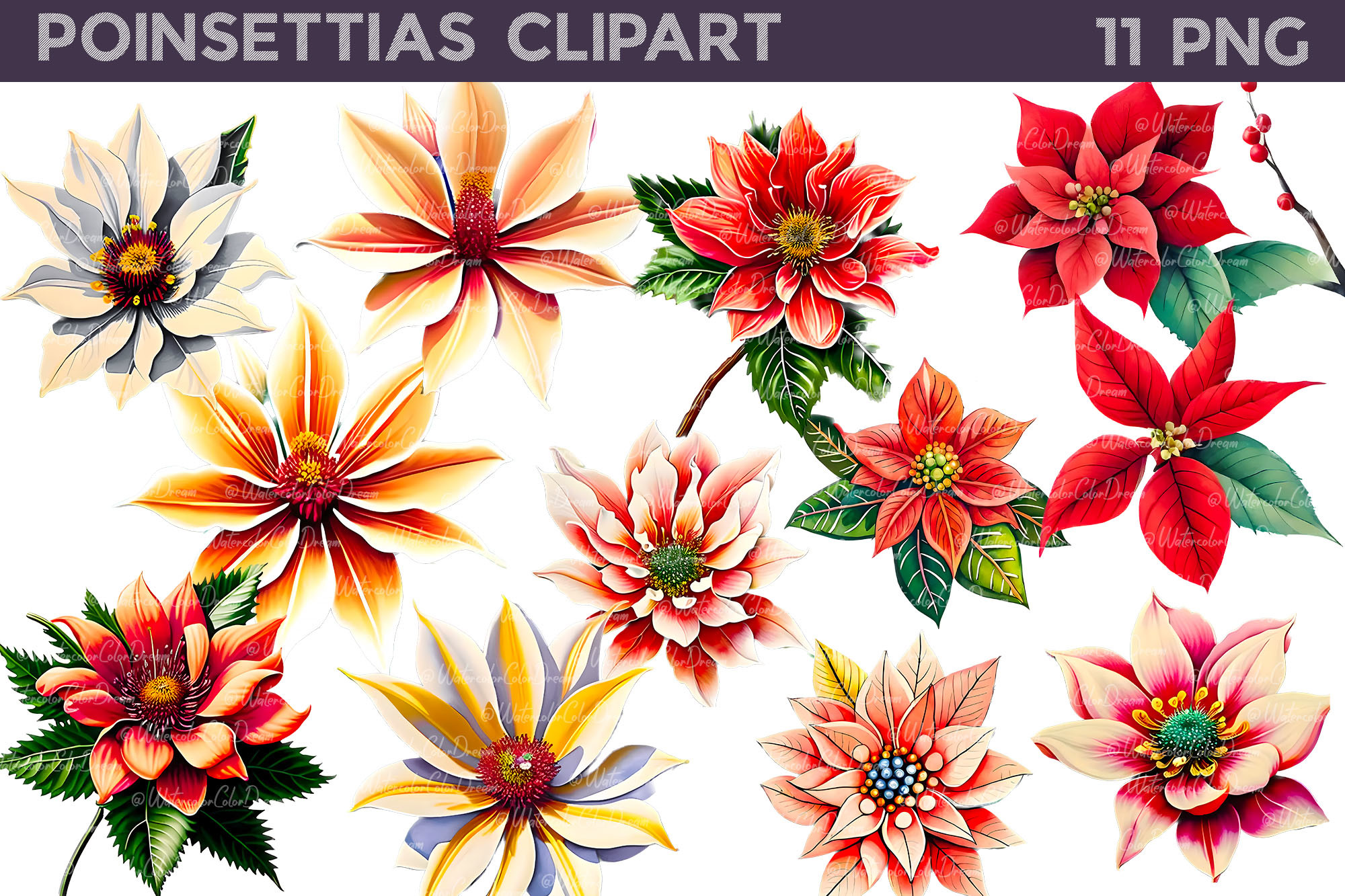 poinsettia stickers: Transparent Poinsettia Flower Clipart original product preview